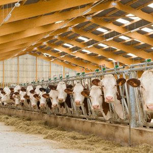 Vue intérieure d'un bâtiment agricole en bois