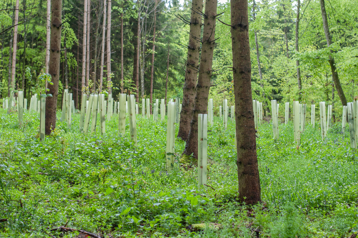 a group of young trees in a forest protected with plastic tubes