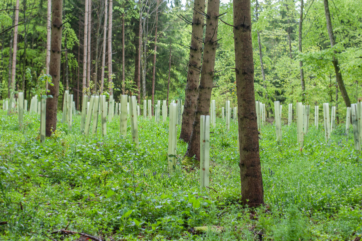 a group of young trees in a forest protected with plastic tubes