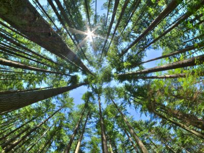 Fisheye HDR view looking directly up in dense Canadian pine forest with sun glaring in clear blue sky as trees reach for the sky